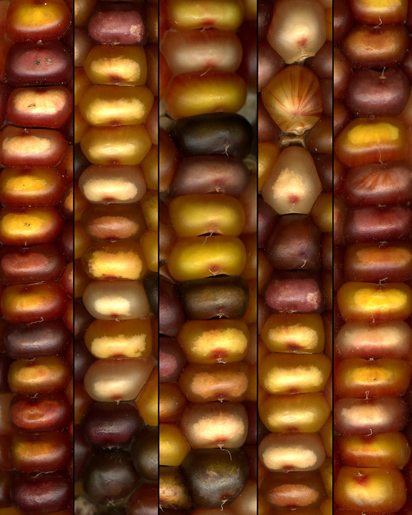 Corn Close up by Professor Margie Labadie