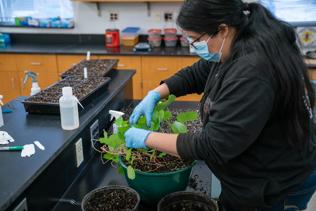 Planting Seeds in Horticulture