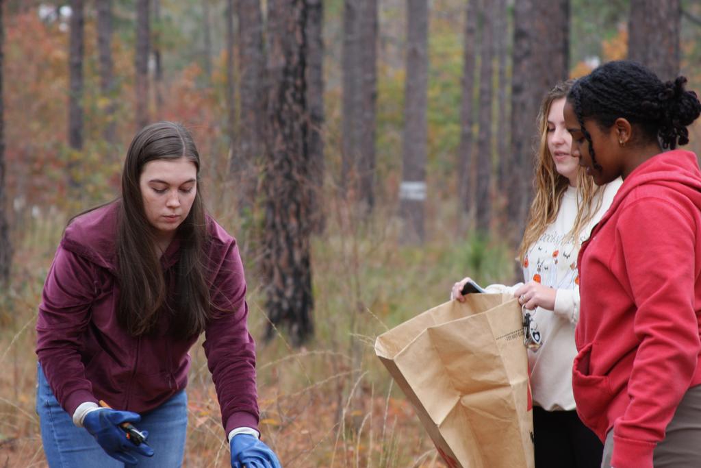 Conservation Biology Students Collect Wiregrass for Habitat Restoration