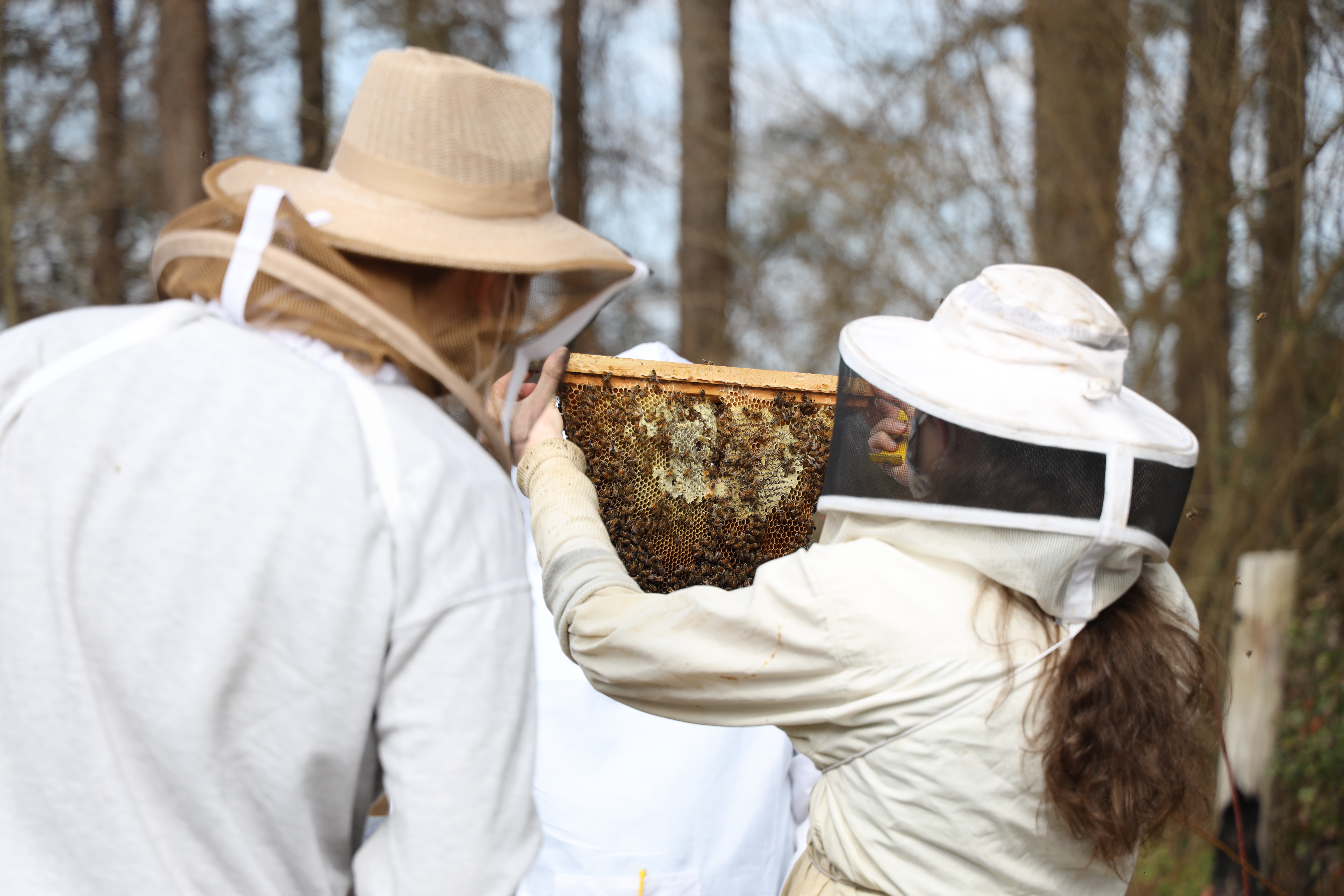 UNCP Biology students in protective bee suits work with hives during an Apiary and Beekeeping class, representing the Agricultural Science focus area.