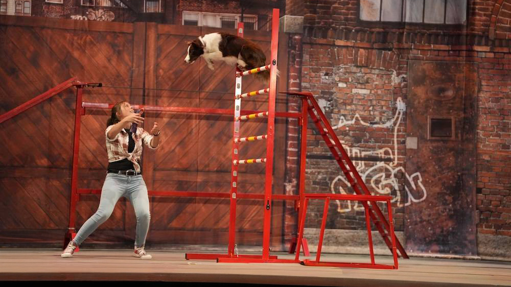 dog begins leap from large apparatus into his trainer's arms