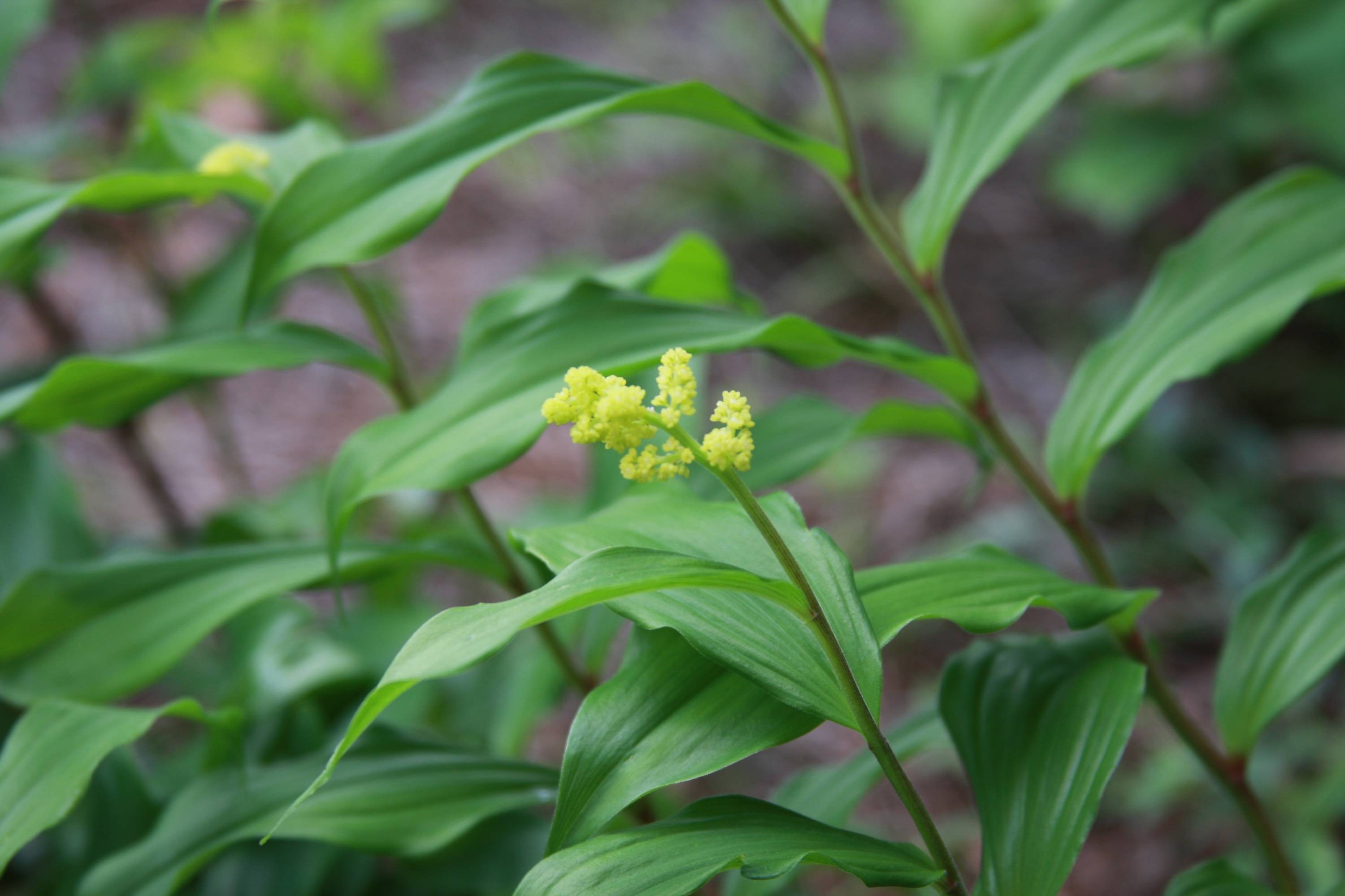 False Soloman's-seal