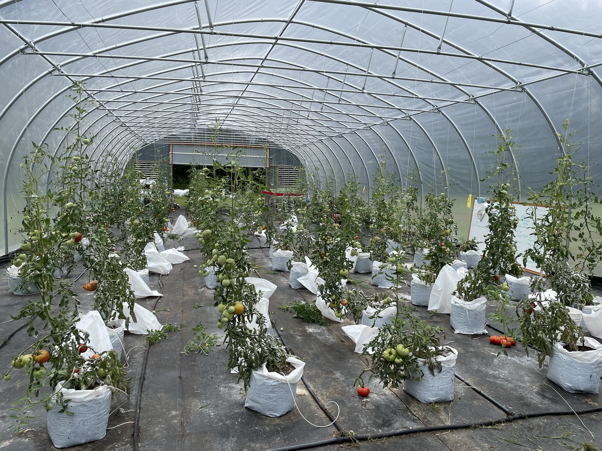 Tomatoes thrive in grow bags inside the high tunnel greenhouse.