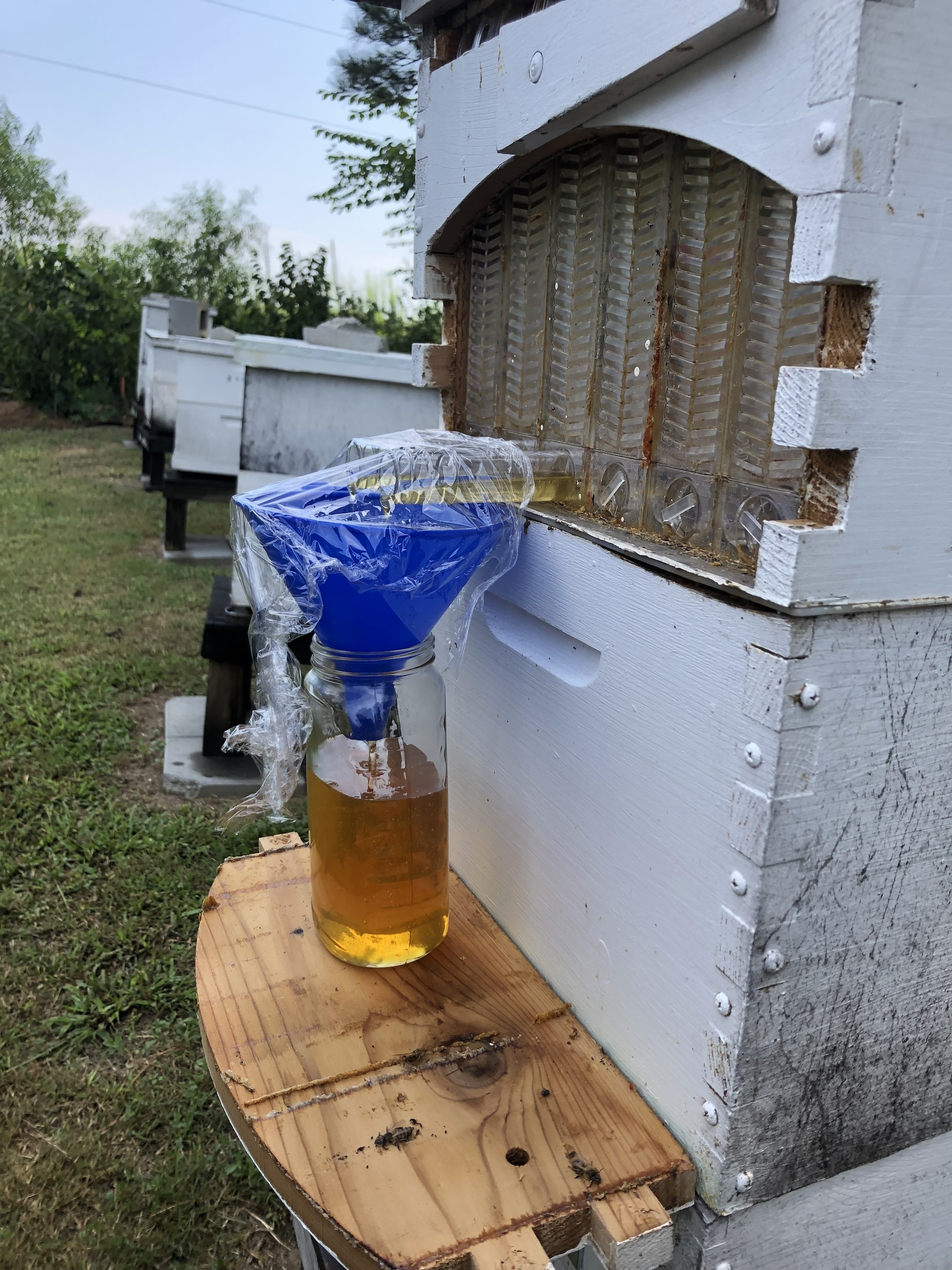 Fresh honey flows directly from the hive into a jar during harvest.