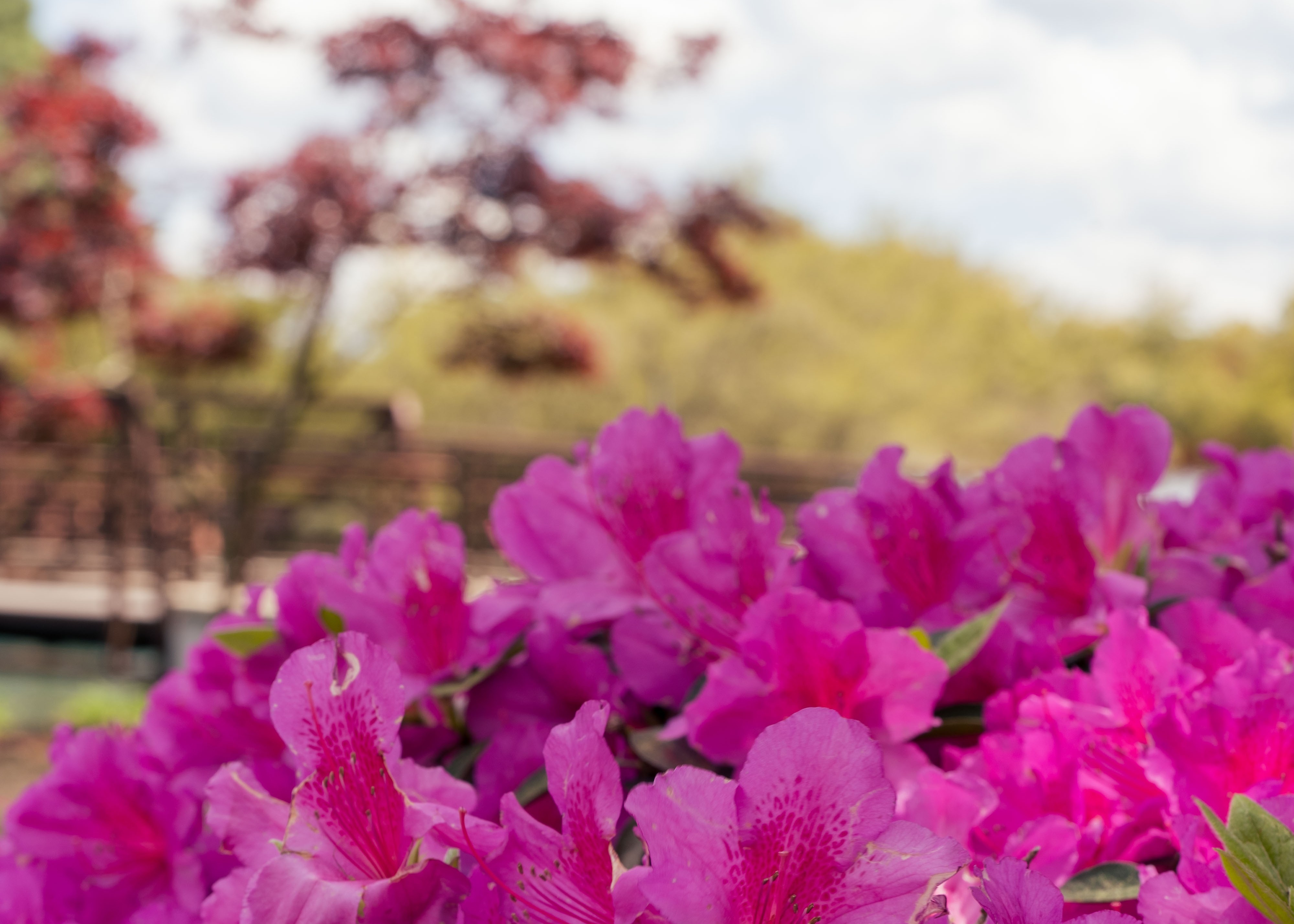 Flowers on UNC Pembroke campus