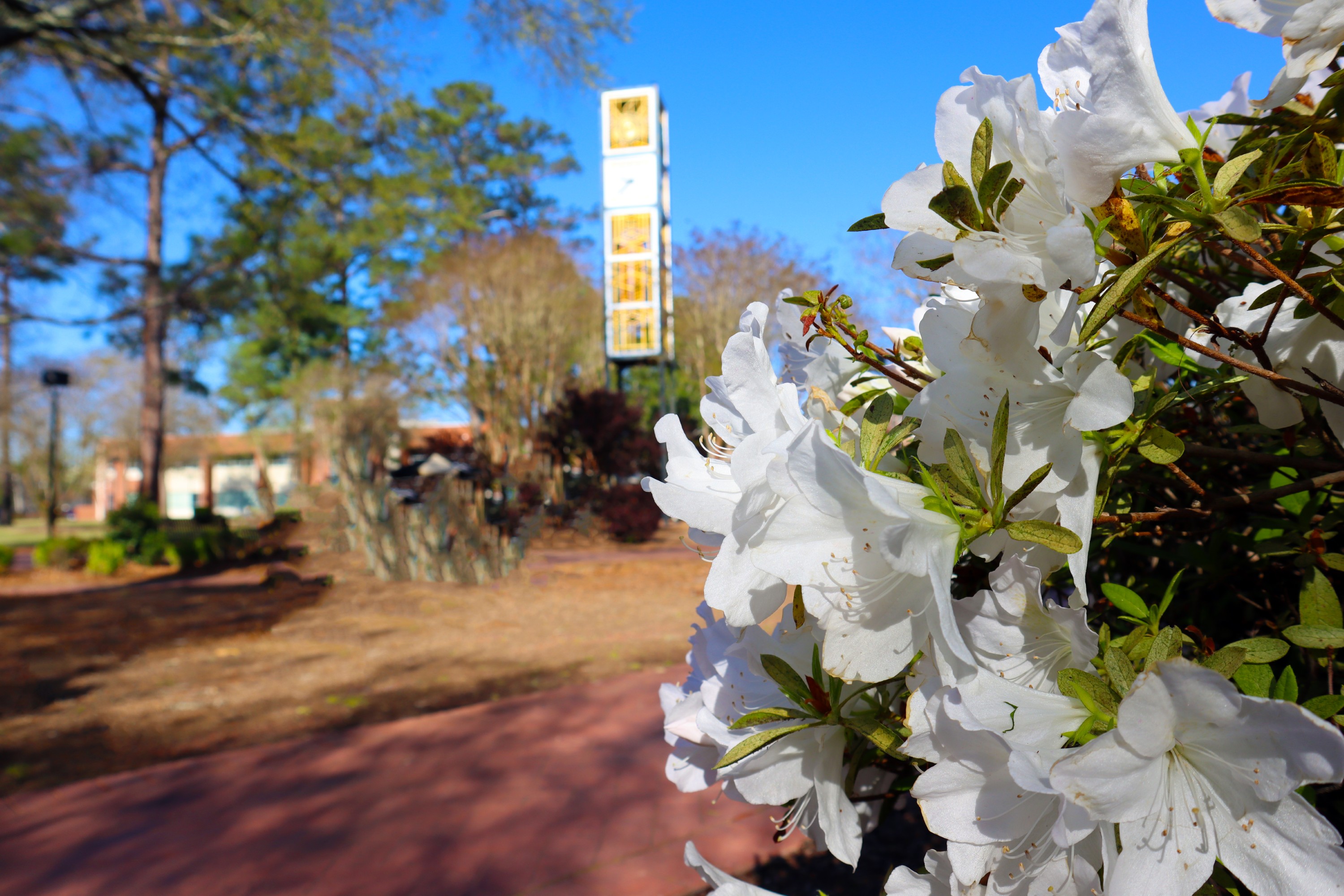 Flowers and clock tower in the quad on the campus of UNC Pembroke.