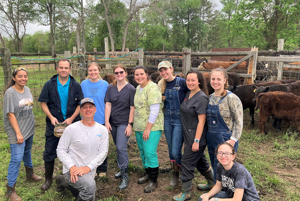 Pereira undergraduate research team with cows