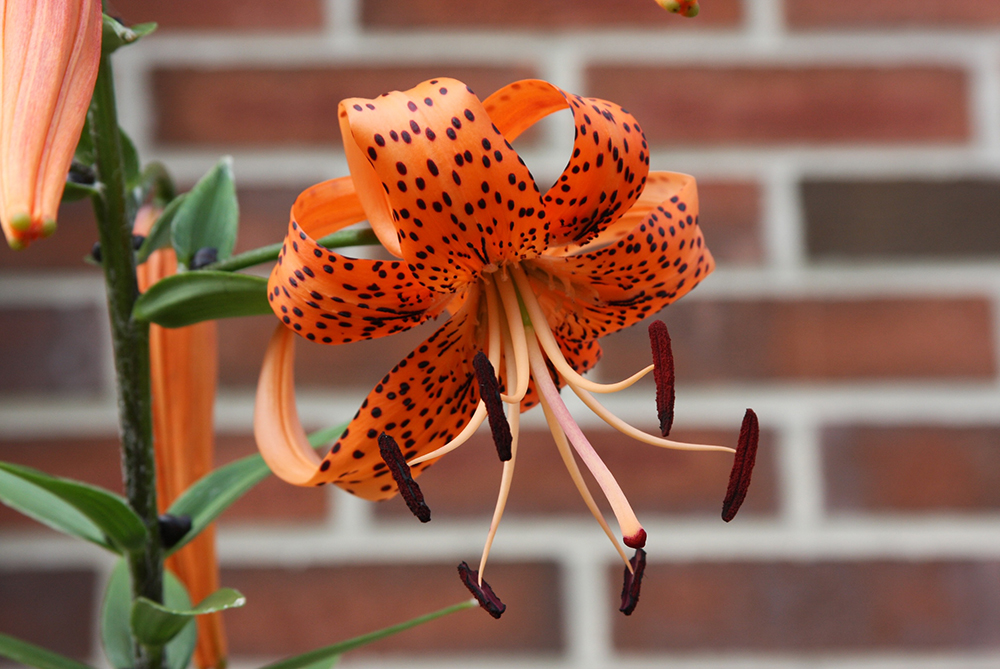 Tiger Lily