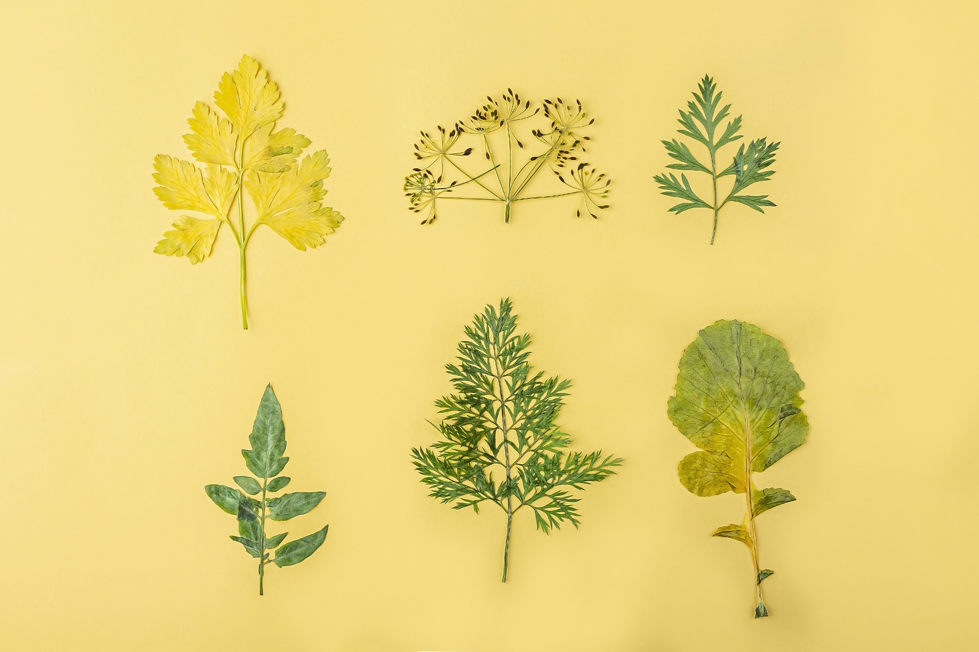 plant specimens on a yellow background