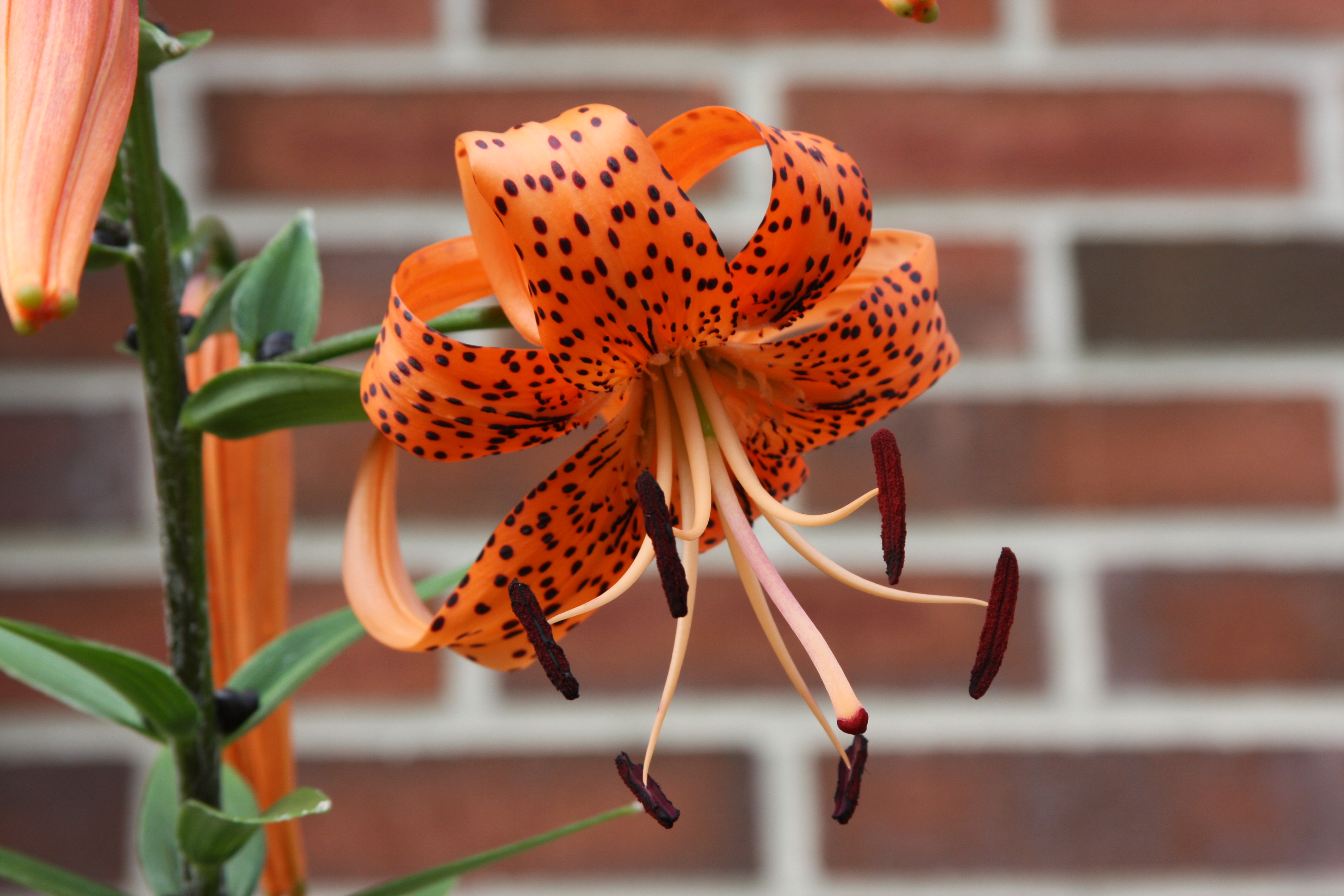 orange lily