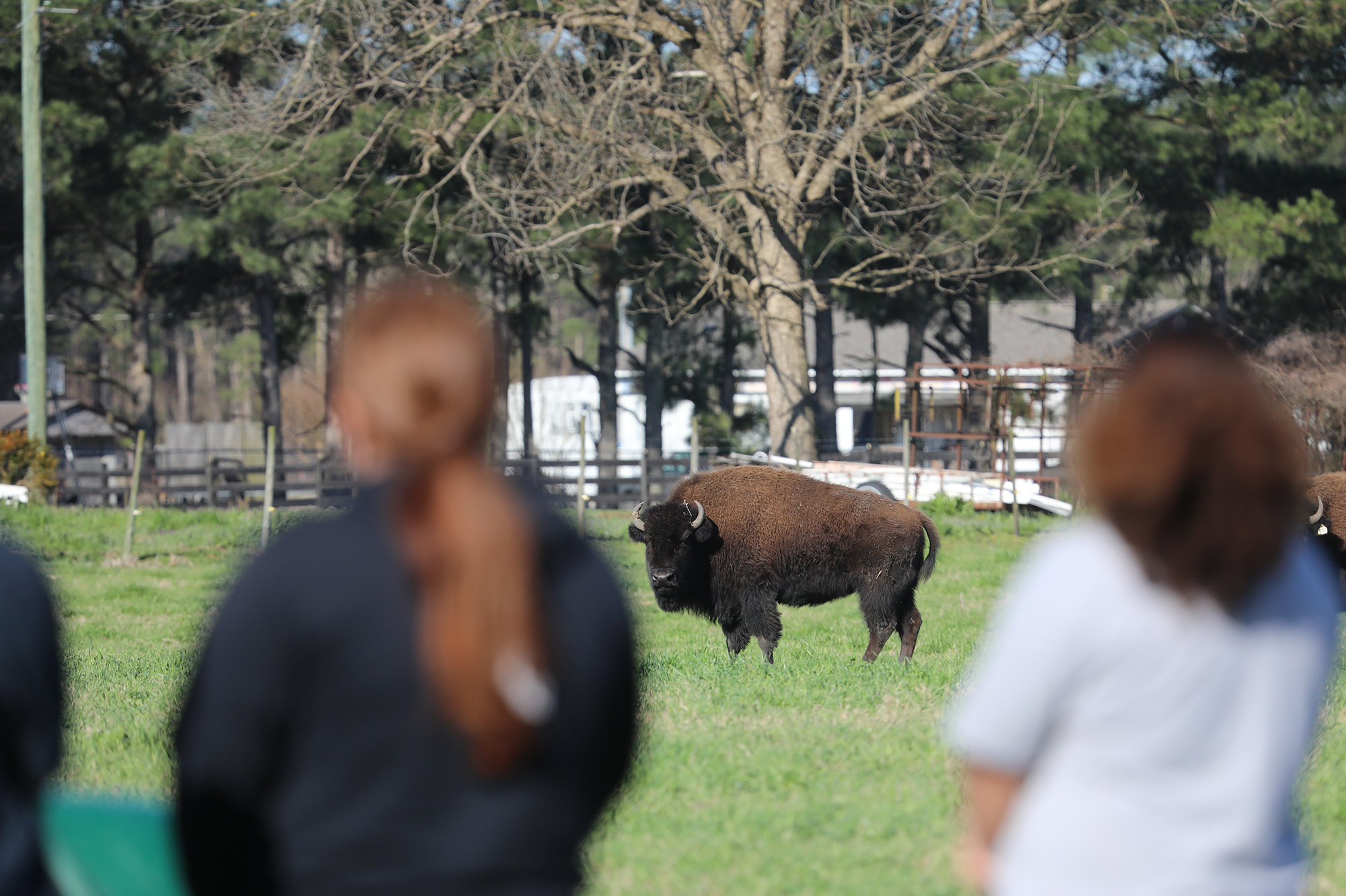 Two UNCP agriculture students observe a buffalo during an animal science learning experience.