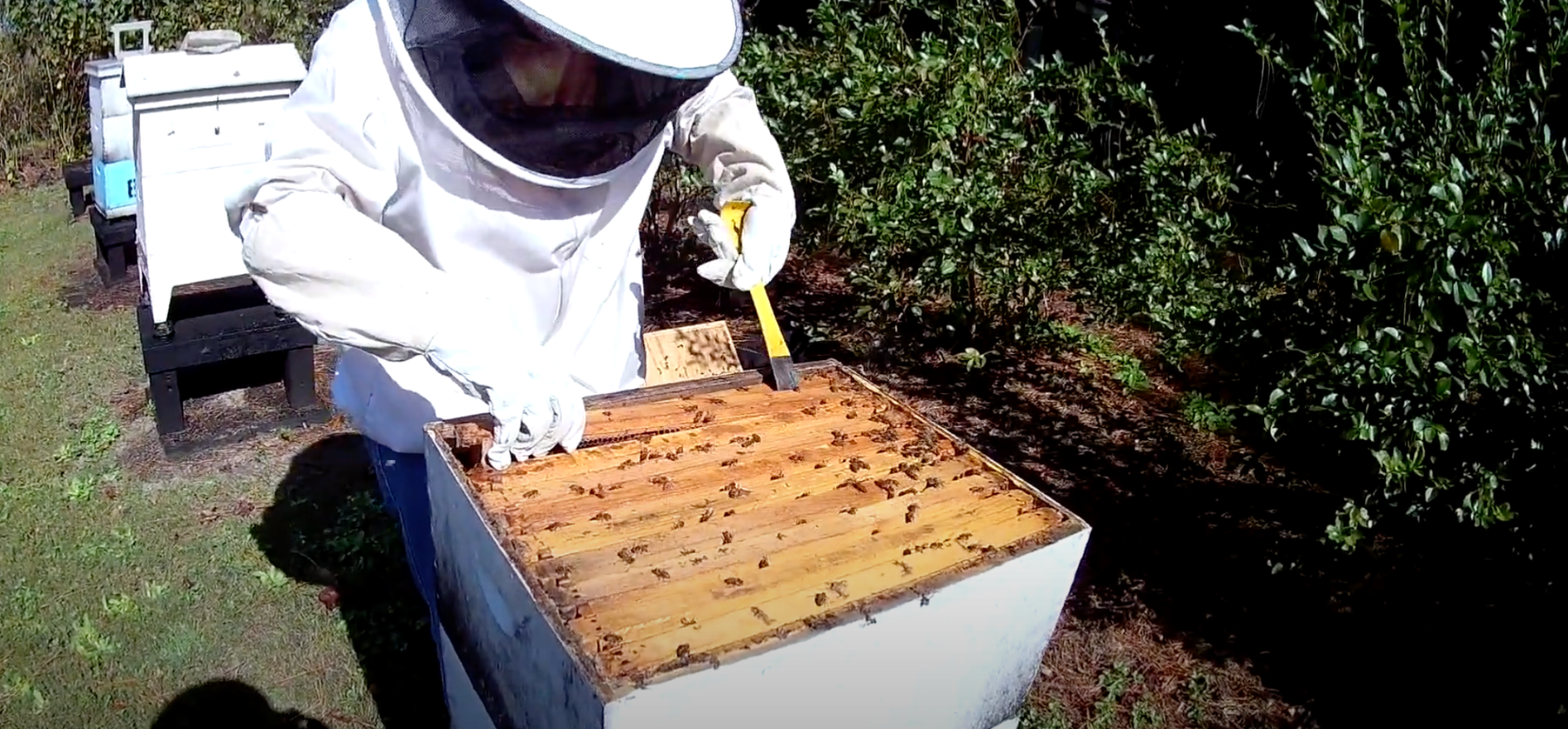 A beekeeper checks a bee container