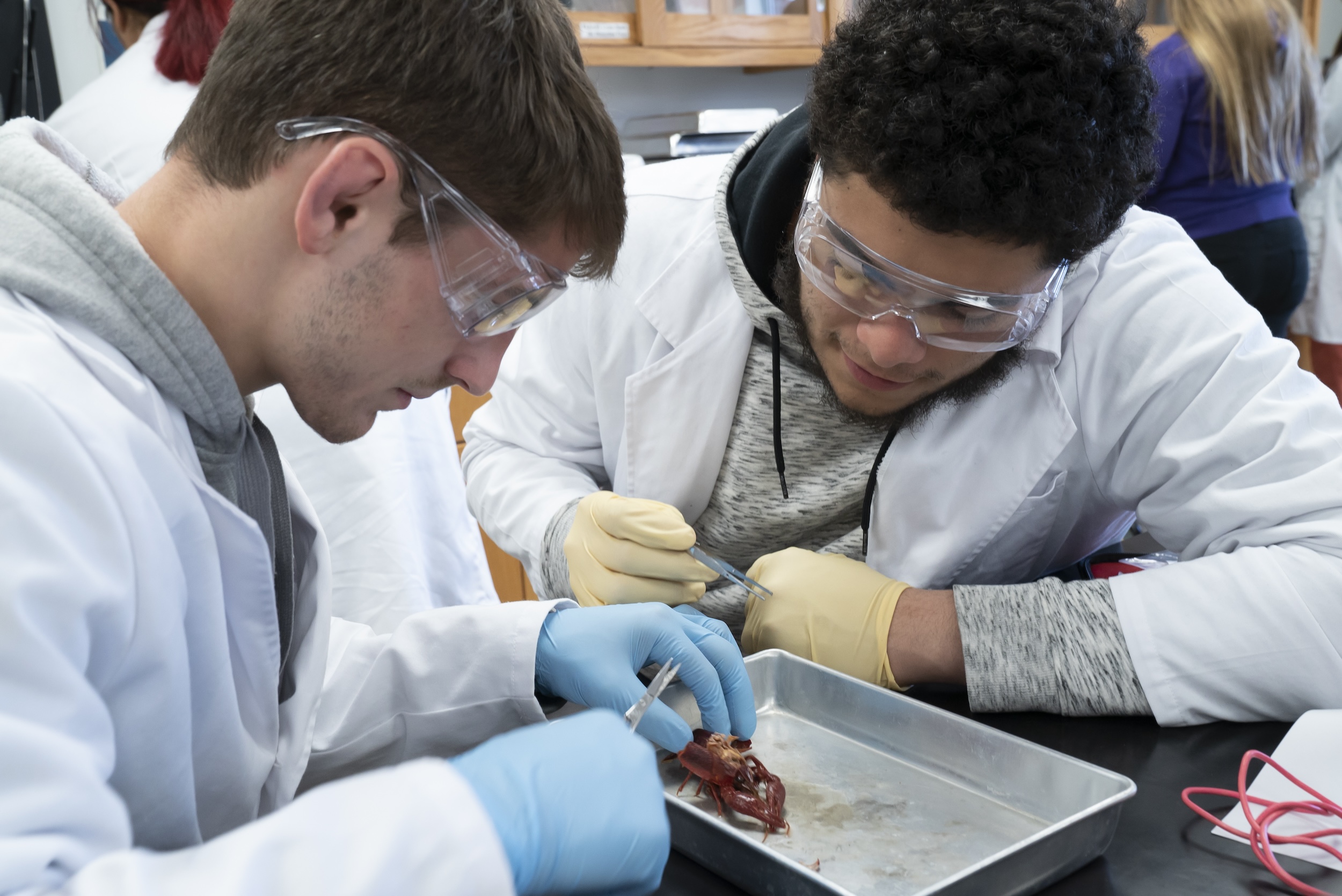 UNCP students work at lab stations during a zoology or biology class.