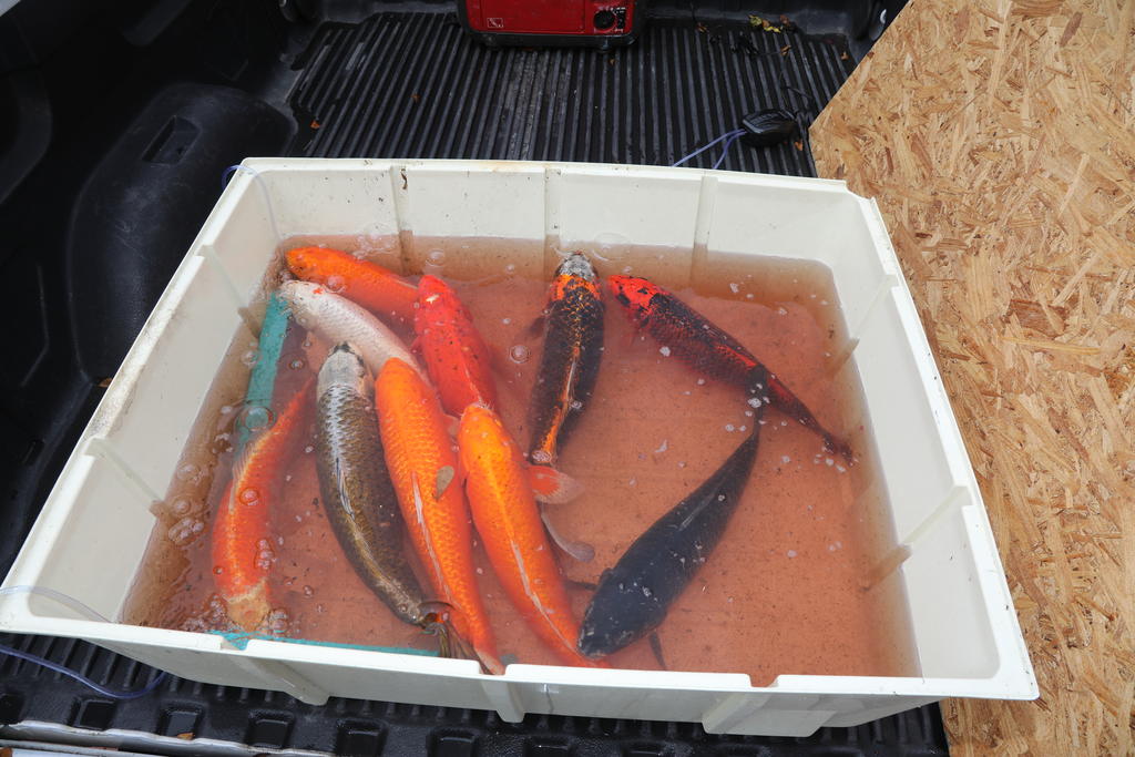 Havey and Sheila Godwin have raised Koi in their backyard since 1996